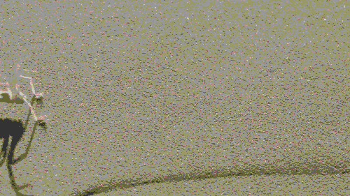 蜘蛛機器人 蜘蛛機器人